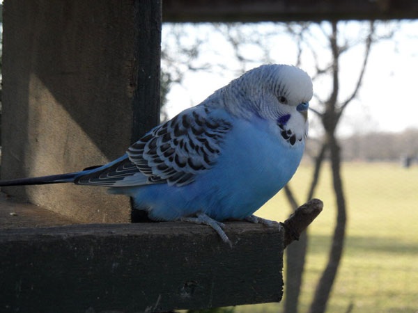 Can Budgies Kill Themselves