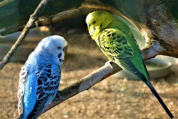 Can Budgies Starve Themselves