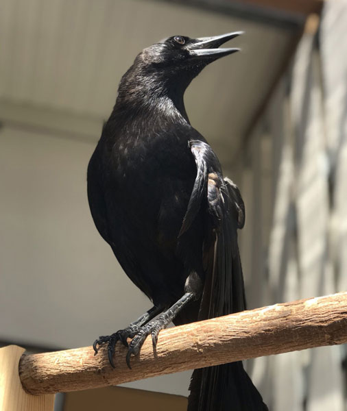 Can Crows Be Trained Like Parrots