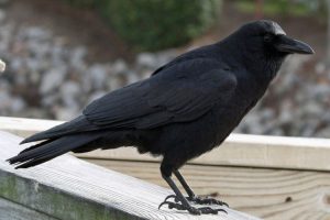 Can Crows Talk? Can They Be Taught To Mimic Human Speech?