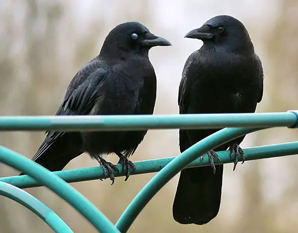 Can Crows Chat The Same As Parrots