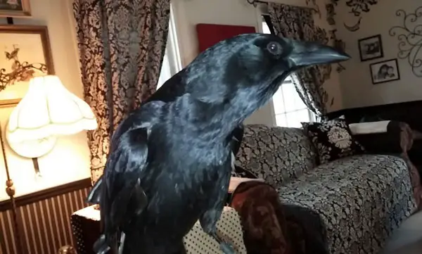 Can Crows Speak If You Split Their Tongue