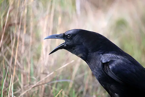 Can Crows Speak The Same As Ravens Or Better