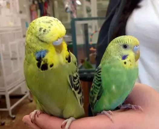 Can English budgies and American budgies live together