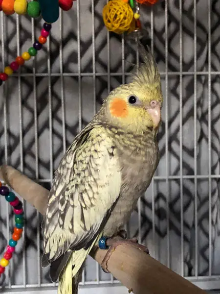 Can You Feed Blackberries to Baby Cockatiels