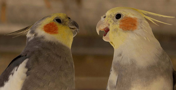 Can You Feed Blackberries to Cockatiels