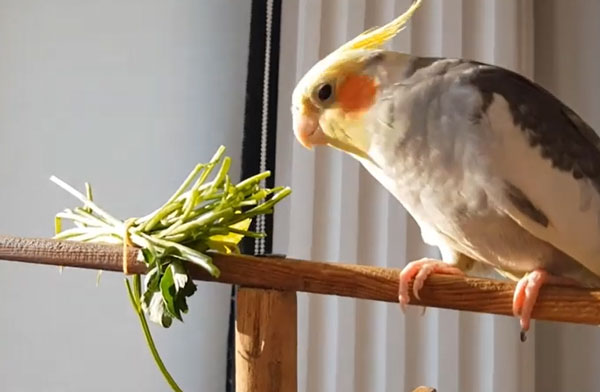 Can You Feed Parsley to Cockatiels