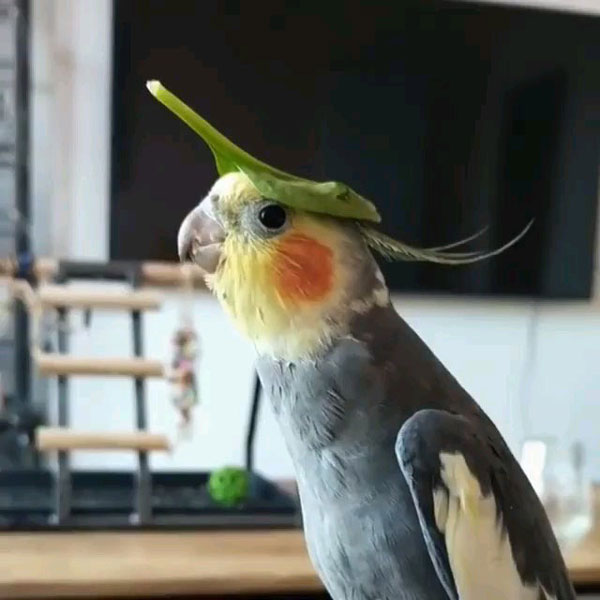 Can You Feed Tomatoes To Cockatiels