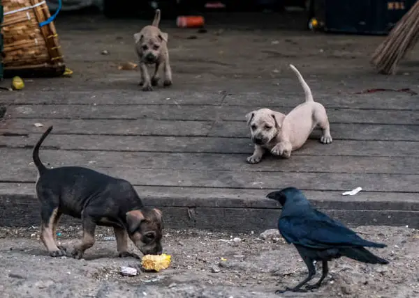 Can You Stop Crows From Attacking Cats and Dogs