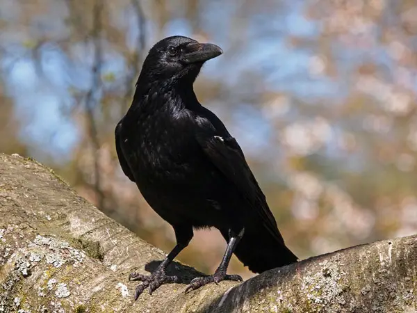 Can a Crow Eat A Dead Crow