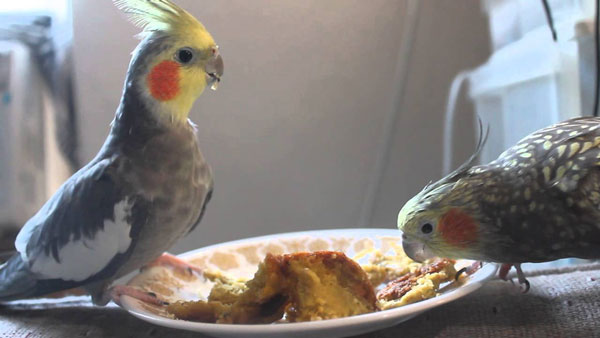 Can you feed bread to cockatiels