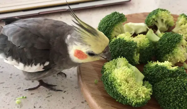 Can you feed broccoli to cockatiels