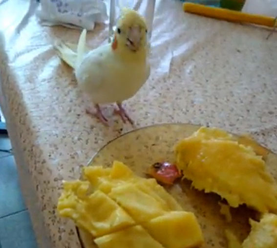 Can you feed mango to cockatiels