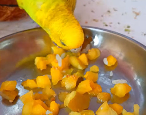 Can you feed mangoes to budgies
