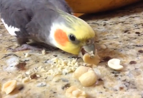 Can you feed peanuts to cockatiels