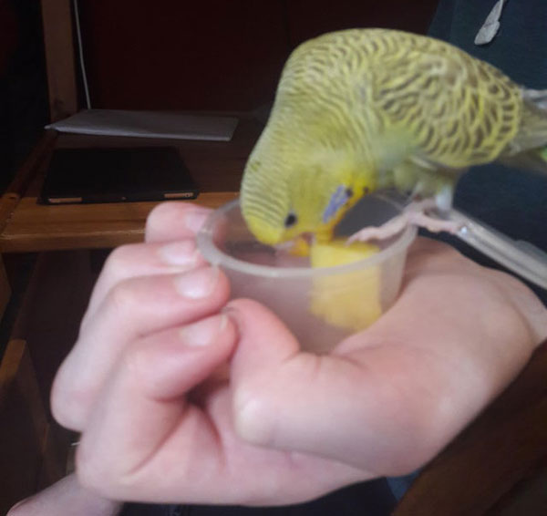 Can you feed pineapple to budgies