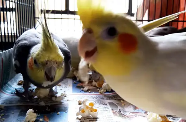 Can you feed popcorn to cockatiels