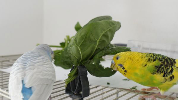 Can you feed spinach to budgies