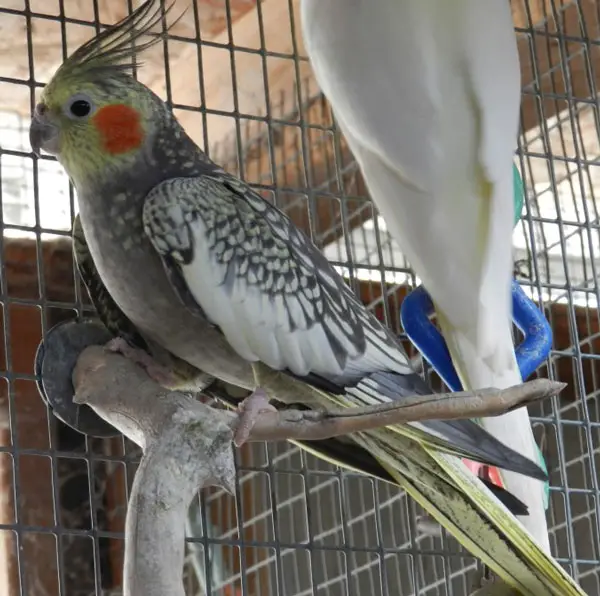 Can you give your bird corn wafer biscuits