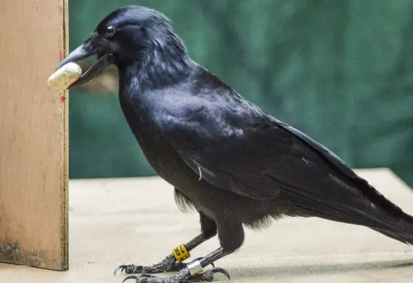 Challenges Of Taming a Crow