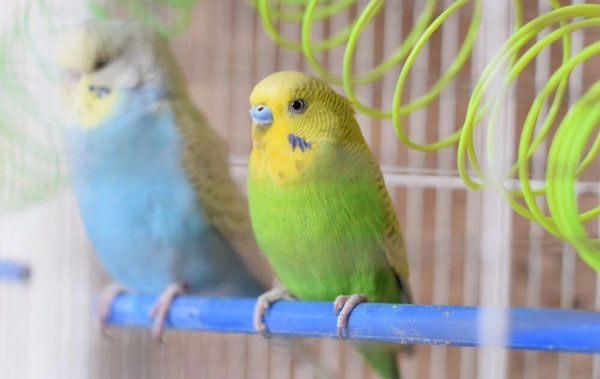 Change In Color Of The Cere