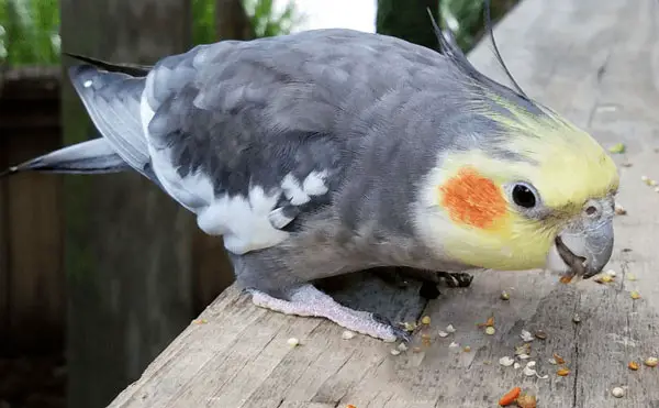 Cockatiels Eat Peanuts