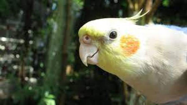Cockatiels Eat Mango