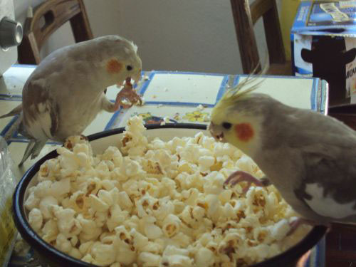 Cockatiels Eat Popcorn