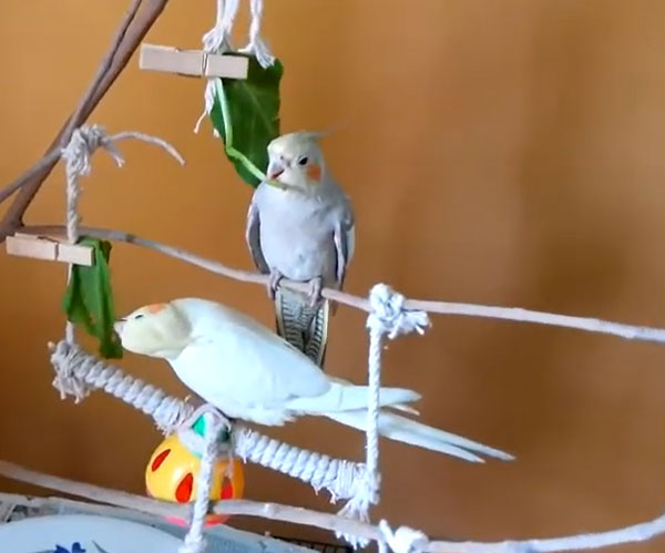 Cockatiels Eat Spinach