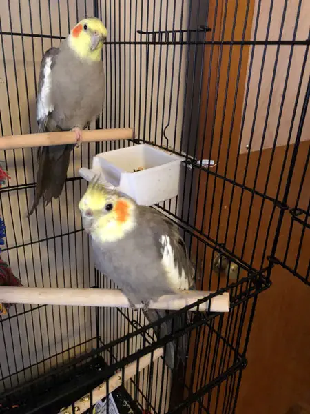 Cockatiels Like Blackberries