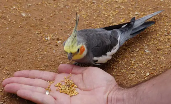 Cockatiels Like Rice