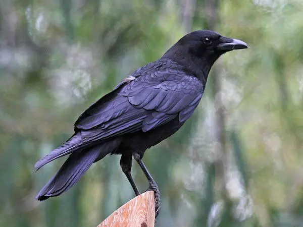 Crow Behavior