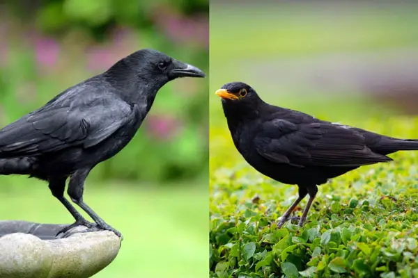 Crow Vs Blackbird: Identification, Differences, Similarities