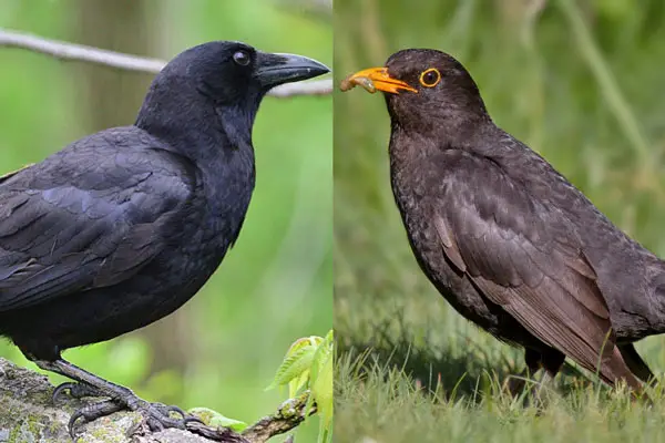 Crow Vs Blackbird