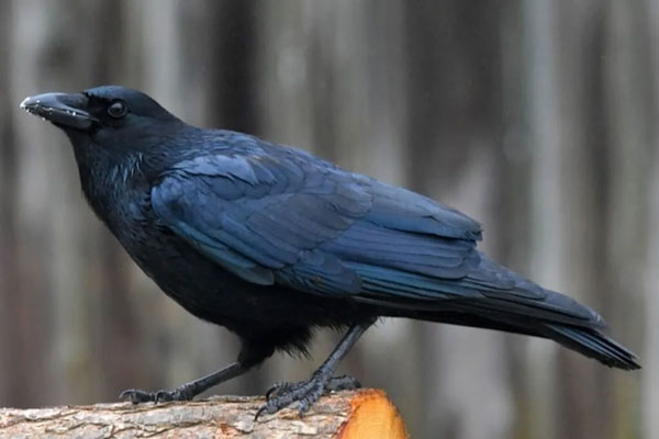 Crow Vs Blackbird