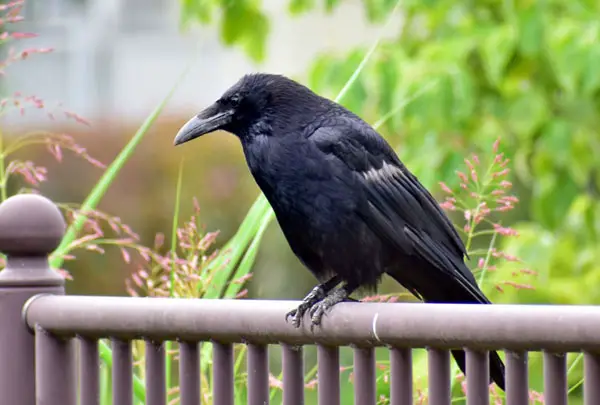 Crow