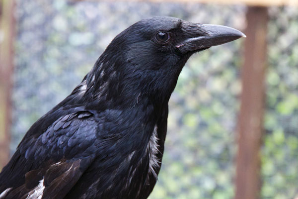 Crows Communicate