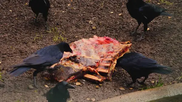 Crows Eating Spoiled and Rotten Meat