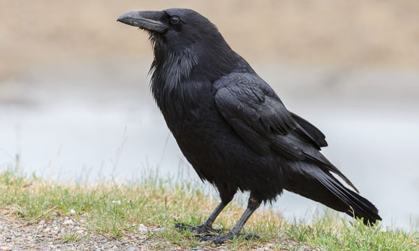 Crows Have An Incredible Memory