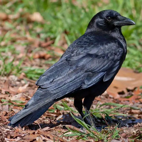 Can Crows Talk