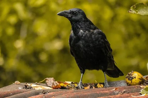 Crows are omnivores