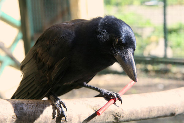 Crows can make their tools