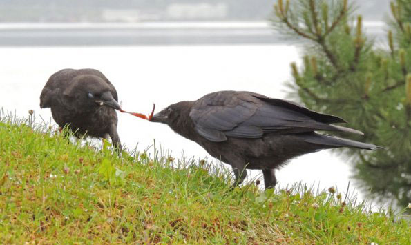 Crows engage in games in their younger years