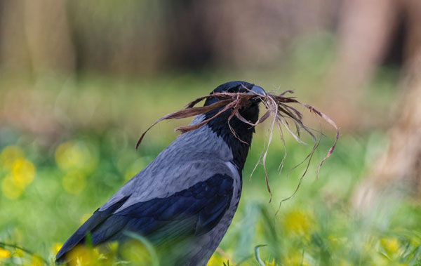 Crows plan for the future