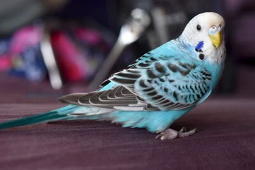 Discomfort Found In a Dying Budgie