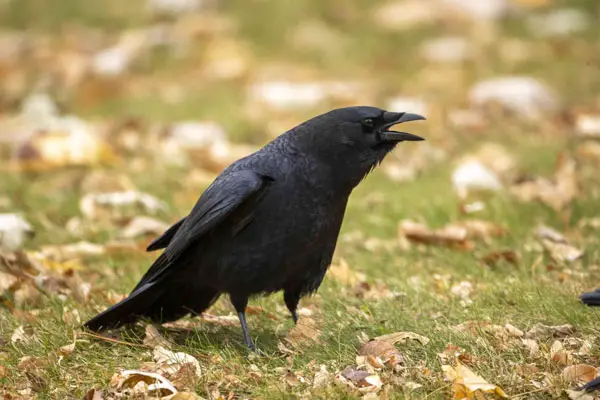 Do All Predators of Crows Attack to Eat Them