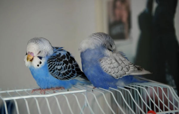 Do Budgies Like Sleeping In The Darkness