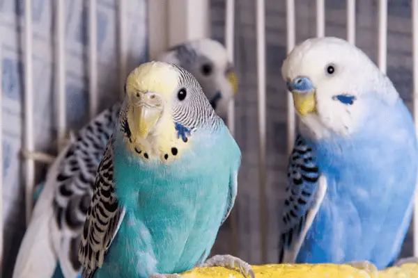 Do budgies sleep during the day