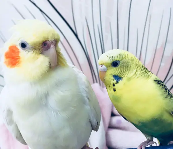 Do Budgies and Cockatiels Get Along