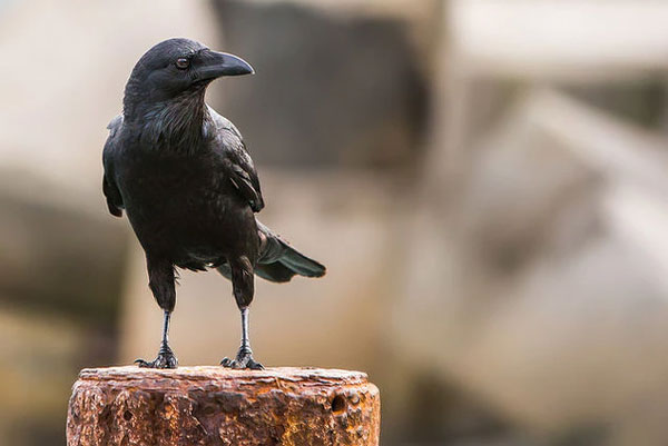 Do Crows Fight Back When Attacked